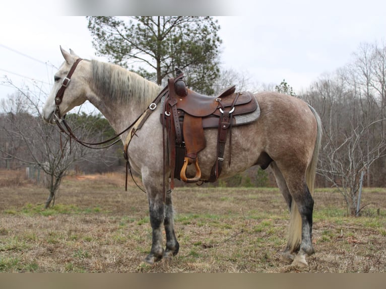 American Quarter Horse Castrone 7 Anni 150 cm Grigio pezzato in Cherryville NC