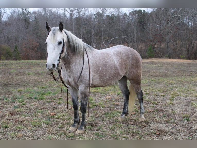 American Quarter Horse Castrone 7 Anni 150 cm Grigio pezzato in Cherryville NC