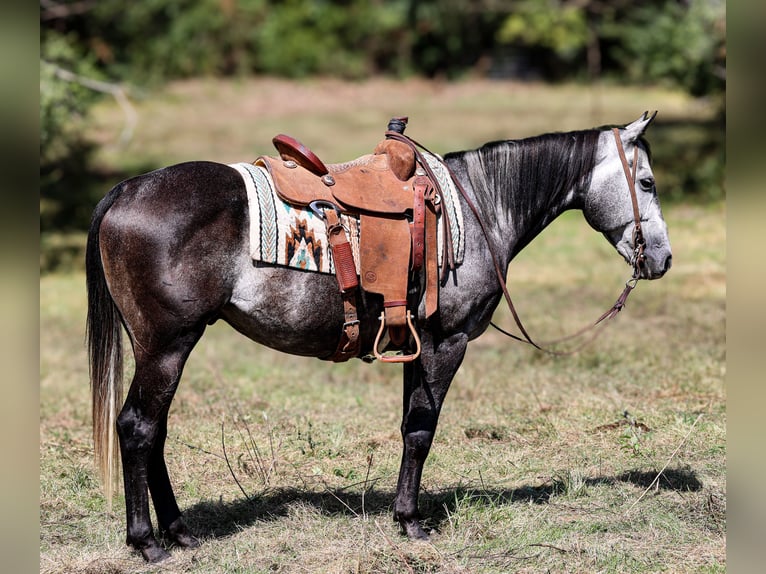 American Quarter Horse Castrone 7 Anni 150 cm Grigio pezzato in Camp Verde, AZ