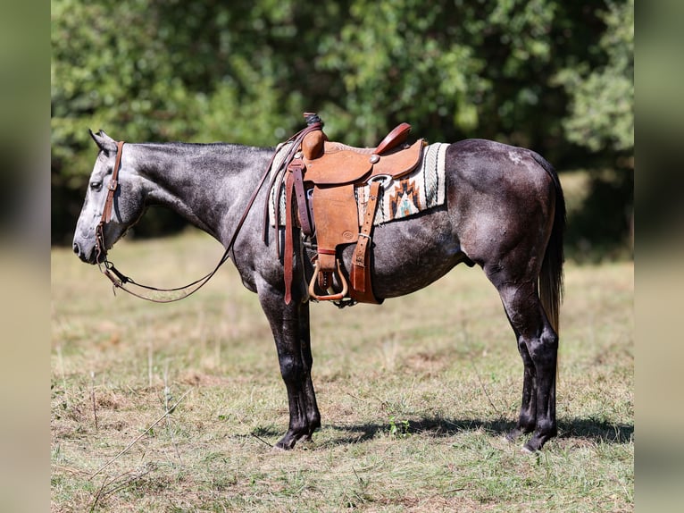 American Quarter Horse Castrone 7 Anni 150 cm Grigio pezzato in Camp Verde, AZ