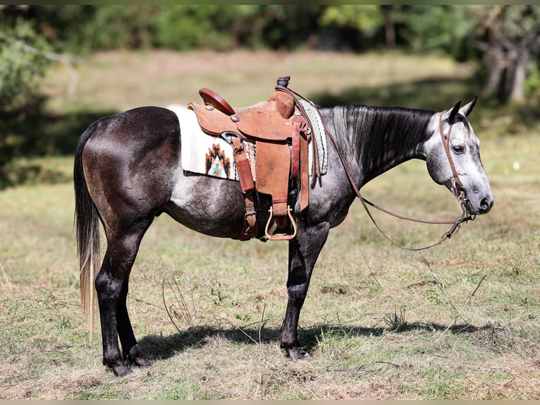 American Quarter Horse Castrone 7 Anni 150 cm Grigio pezzato in Camp Verde, AZ