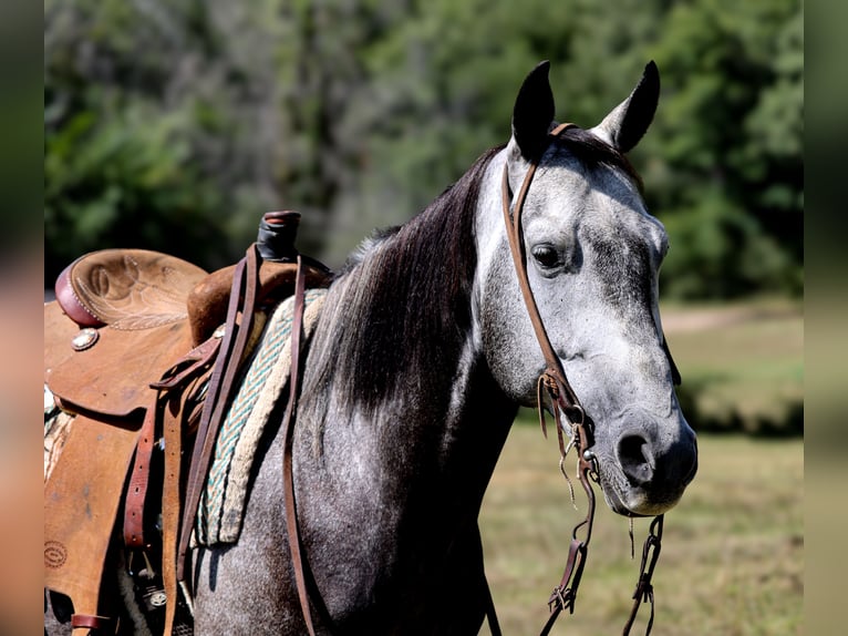 American Quarter Horse Castrone 7 Anni 150 cm Grigio pezzato in Camp Verde, AZ