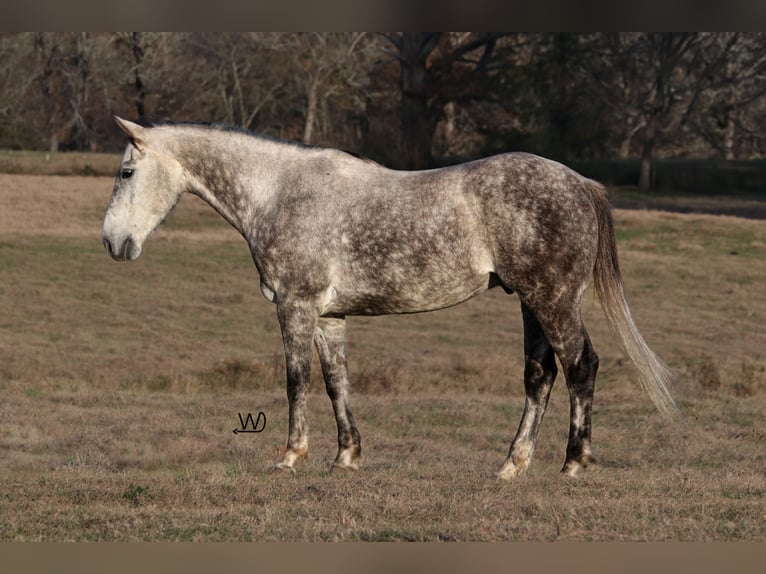 American Quarter Horse Castrone 7 Anni 150 cm Grigio in Carthage, TX