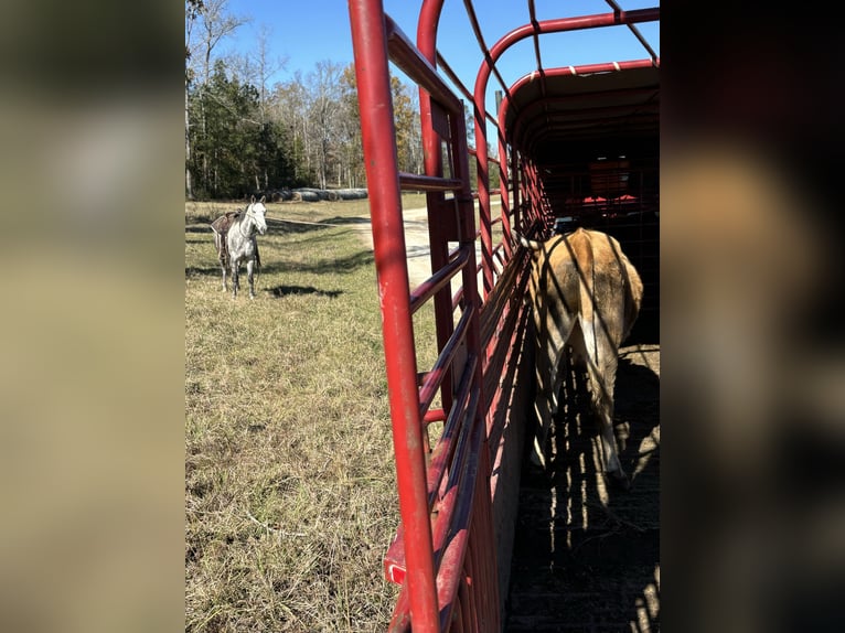 American Quarter Horse Castrone 7 Anni 150 cm Grigio in Carthage, TX