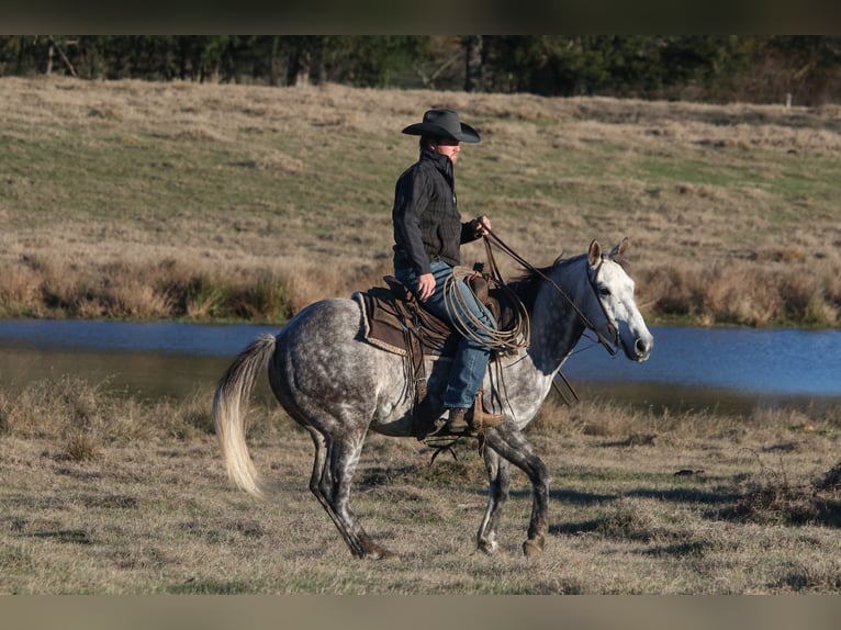 American Quarter Horse Castrone 7 Anni 150 cm Grigio in Carthage, TX