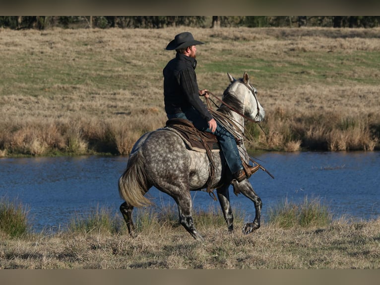 American Quarter Horse Castrone 7 Anni 150 cm Grigio in Carthage, TX