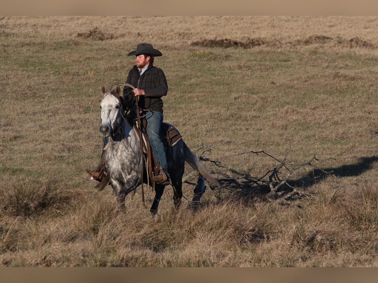 American Quarter Horse Castrone 7 Anni 150 cm Grigio in Carthage, TX