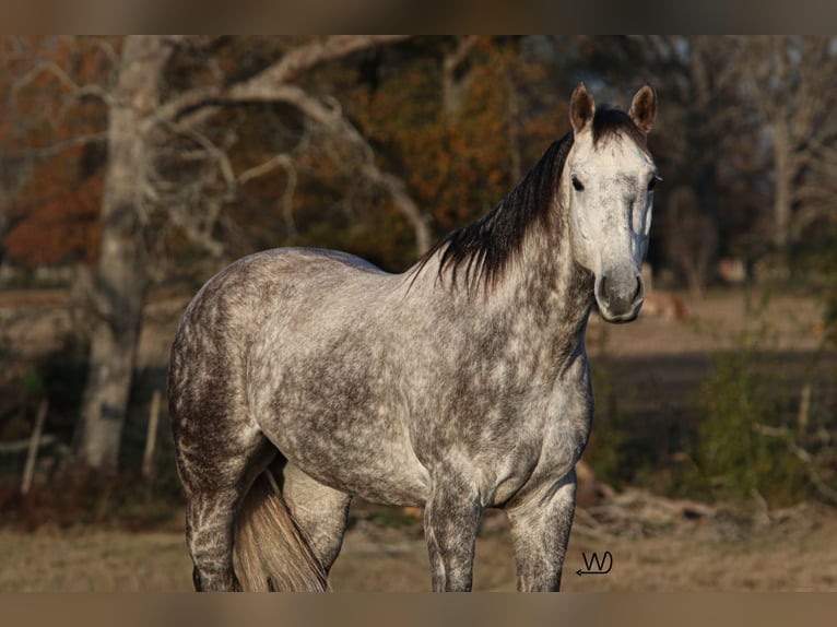 American Quarter Horse Castrone 7 Anni 150 cm Grigio in Carthage, TX