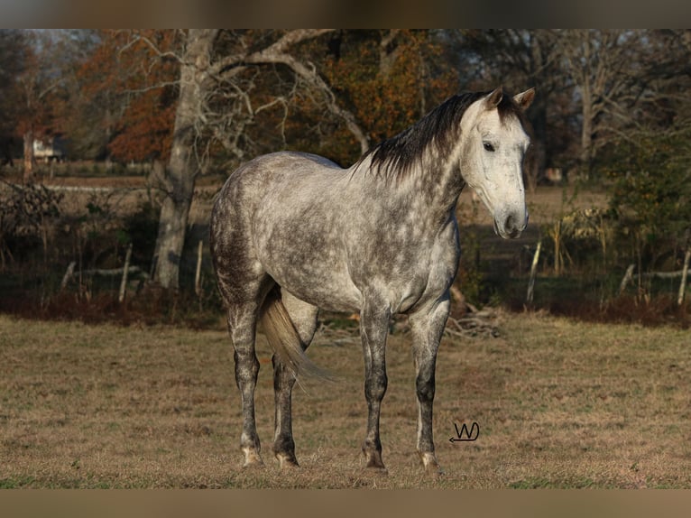 American Quarter Horse Castrone 7 Anni 150 cm Grigio in Carthage, TX