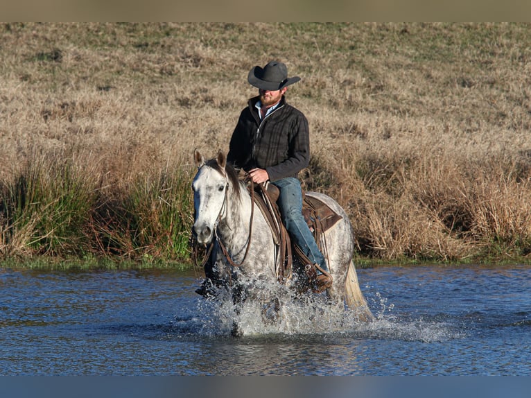 American Quarter Horse Castrone 7 Anni 150 cm Grigio in Carthage, TX