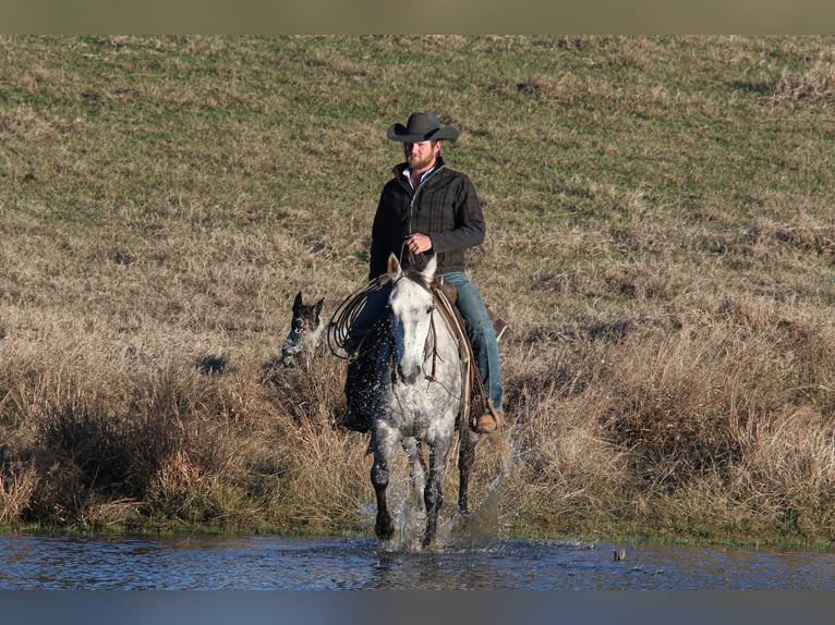 American Quarter Horse Castrone 7 Anni 150 cm Grigio in Carthage, TX