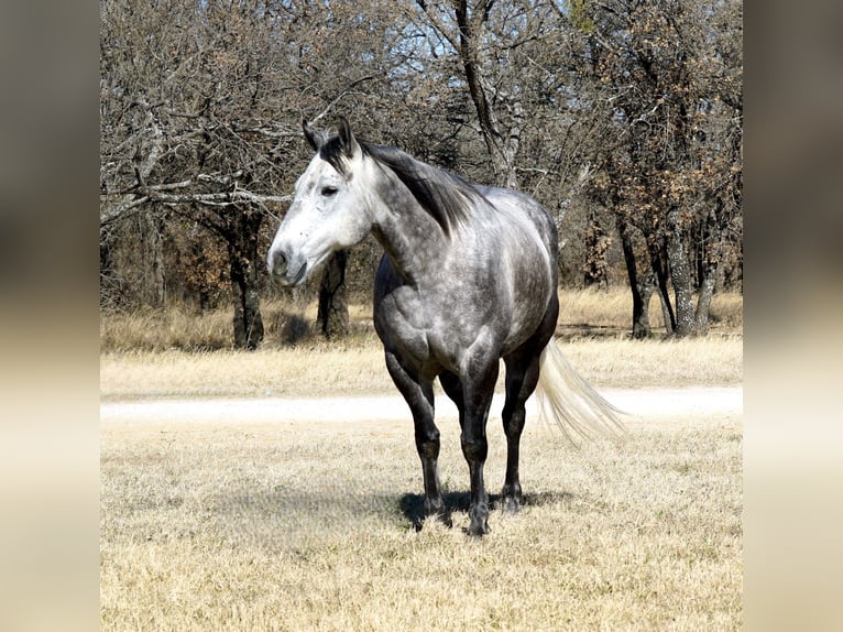 American Quarter Horse Castrone 7 Anni 150 cm Grigio in Gordon