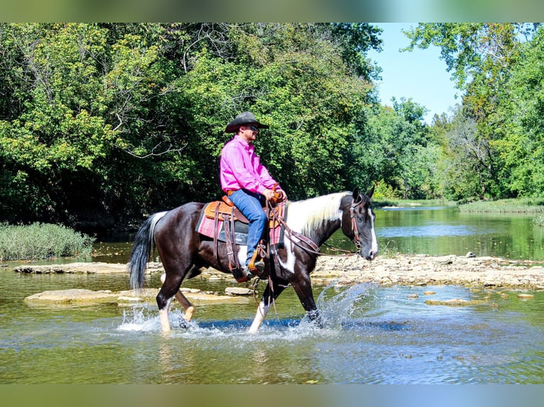 American Quarter Horse Castrone 7 Anni 150 cm Morello in FLEMINGSBURG, KY