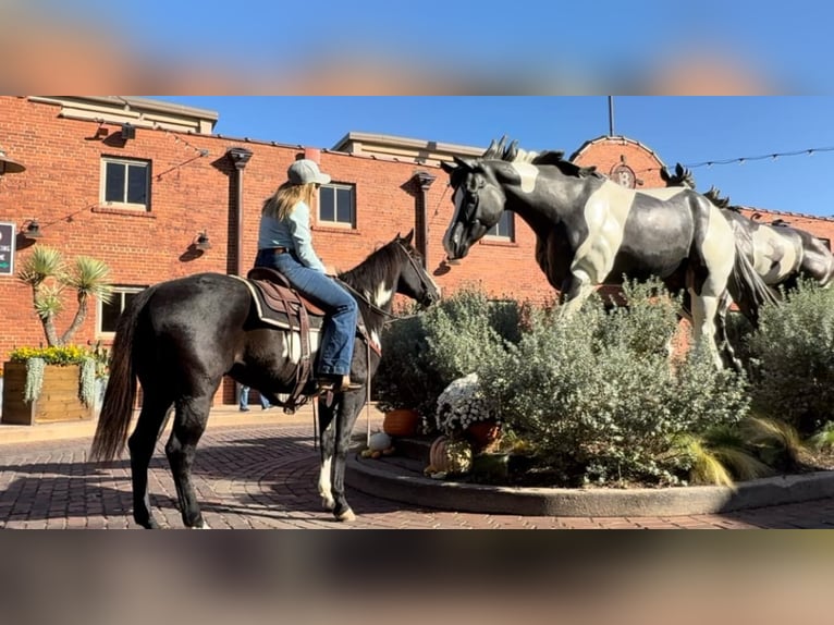 American Quarter Horse Castrone 7 Anni 150 cm Overo-tutti i colori in Weatherford TX