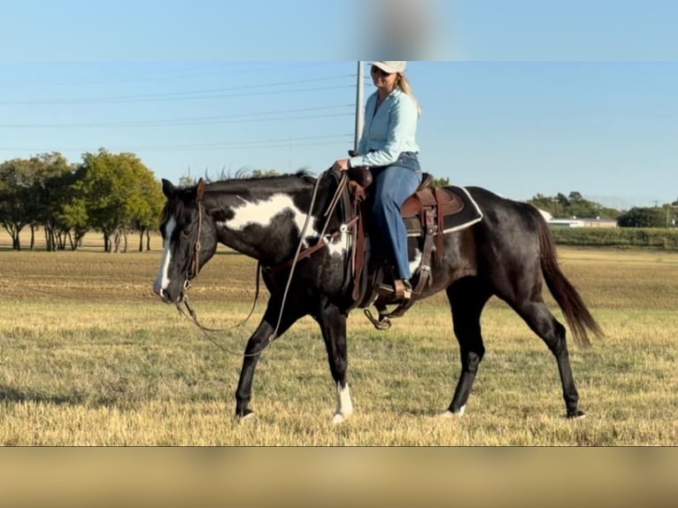 American Quarter Horse Castrone 7 Anni 150 cm Overo-tutti i colori in Weatherford TX