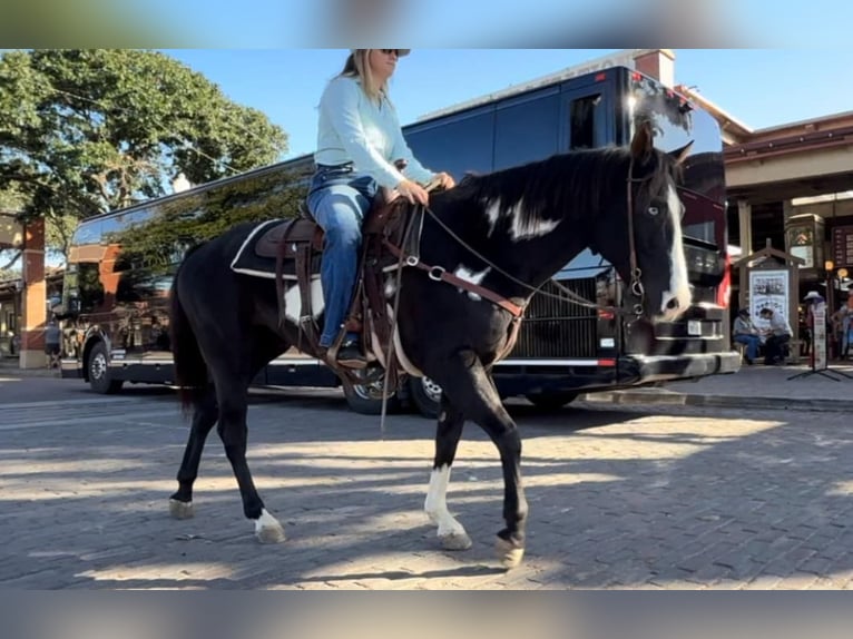 American Quarter Horse Castrone 7 Anni 150 cm Overo-tutti i colori in Weatherford TX