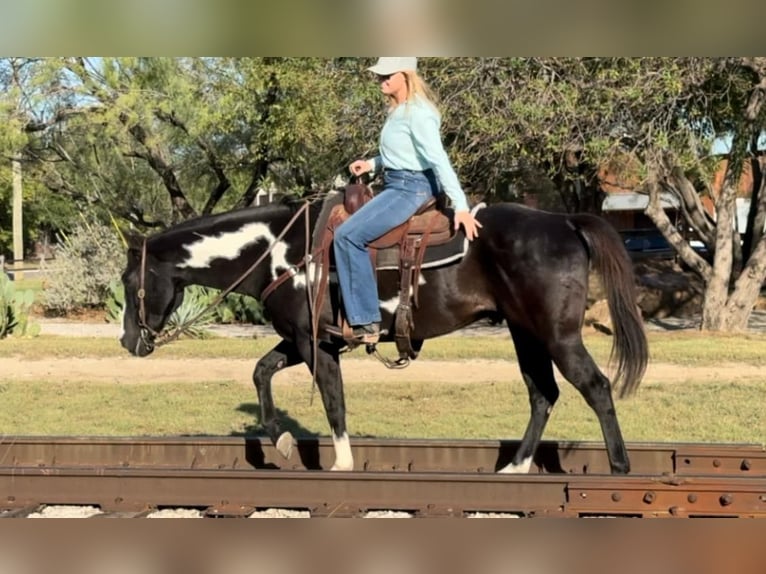 American Quarter Horse Castrone 7 Anni 150 cm Overo-tutti i colori in Weatherford TX