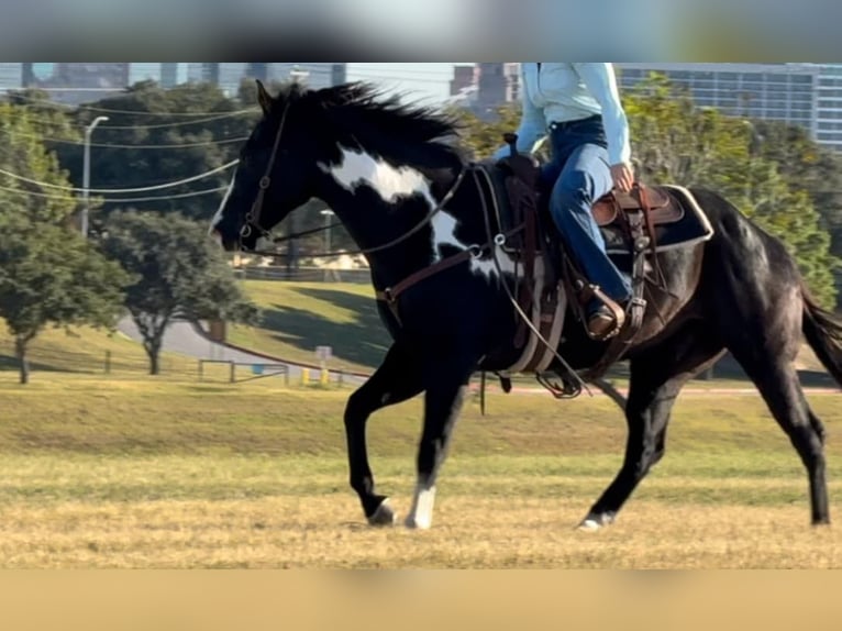 American Quarter Horse Castrone 7 Anni 150 cm Overo-tutti i colori in Weatherford TX