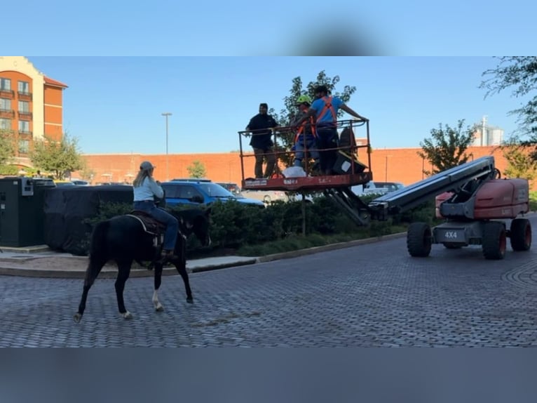 American Quarter Horse Castrone 7 Anni 150 cm Overo-tutti i colori in Weatherford TX