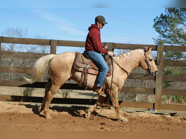 American Quarter Horse Castrone 7 Anni 150 cm Palomino in Cherryville