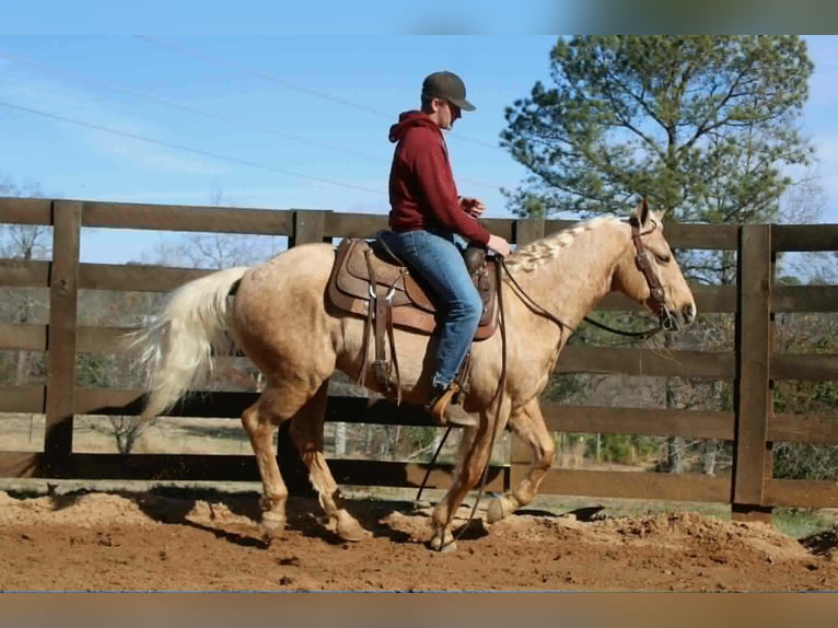 American Quarter Horse Castrone 7 Anni 150 cm Palomino in Cherryville