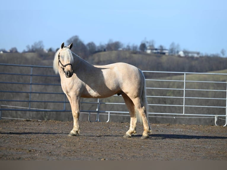 American Quarter Horse Castrone 7 Anni 150 cm Palomino in Millersburg OH