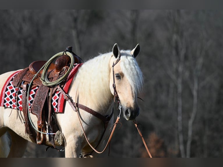 American Quarter Horse Castrone 7 Anni 150 cm Palomino in Millersburg OH