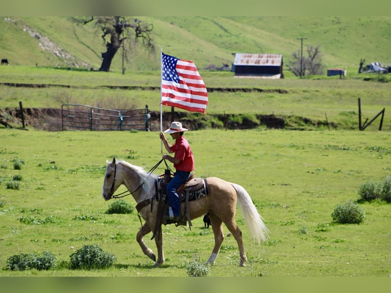 American Quarter Horse Castrone 7 Anni 150 cm Palomino in Tres Pinos