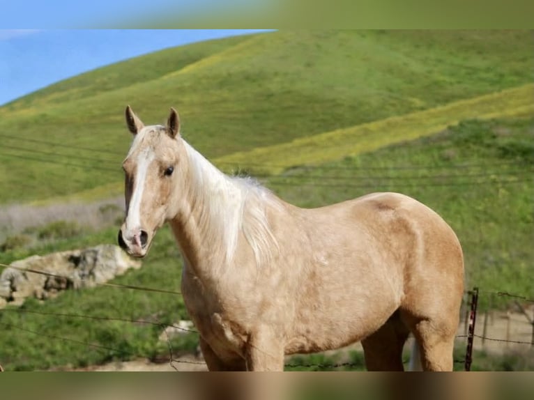 American Quarter Horse Castrone 7 Anni 150 cm Palomino in Tres Pinos