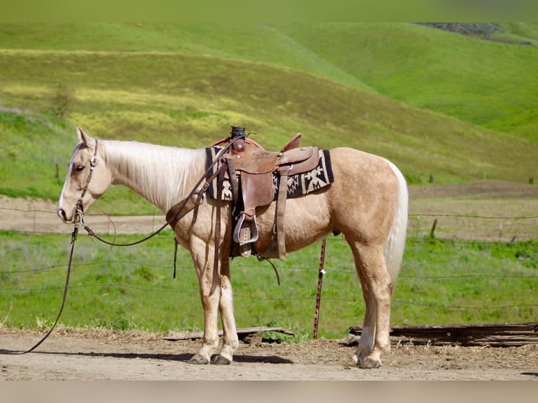 American Quarter Horse Castrone 7 Anni 150 cm Palomino in Tres Pinos