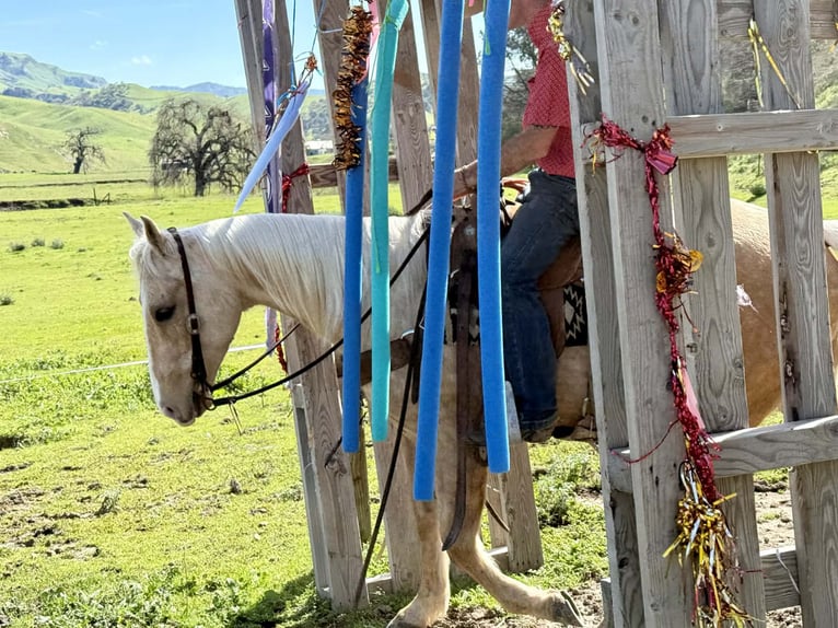 American Quarter Horse Castrone 7 Anni 150 cm Palomino in Tres Pinos