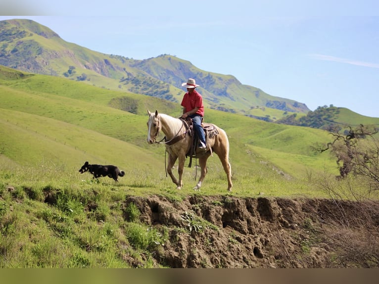 American Quarter Horse Castrone 7 Anni 150 cm Palomino in Tres Pinos