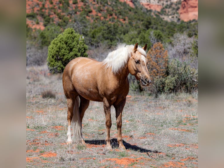 American Quarter Horse Castrone 7 Anni 150 cm Palomino in Camp Verde, AZ