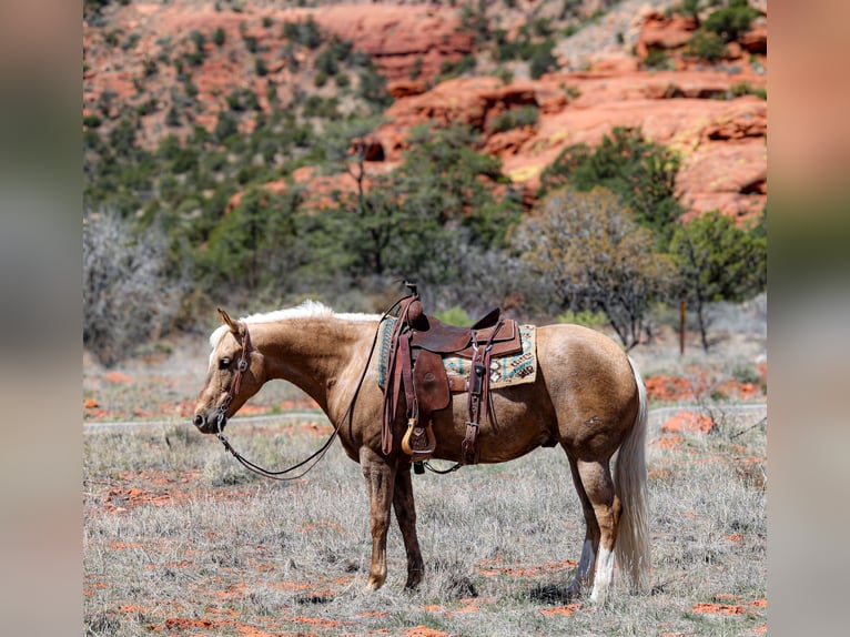 American Quarter Horse Castrone 7 Anni 150 cm Palomino in Camp Verde, AZ