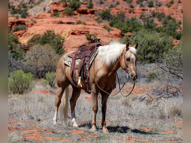 American Quarter Horse Castrone 7 Anni 150 cm Palomino in Camp Verde, AZ