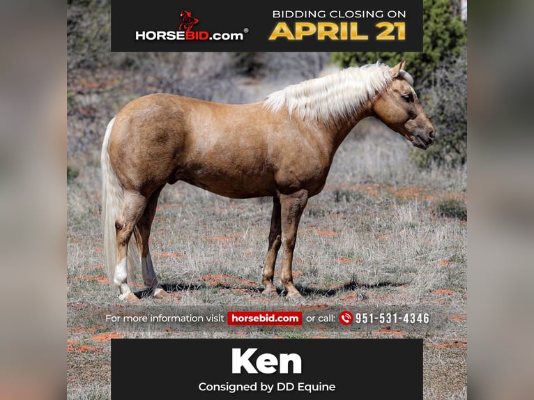 American Quarter Horse Castrone 7 Anni 150 cm Palomino in Camp Verde, AZ