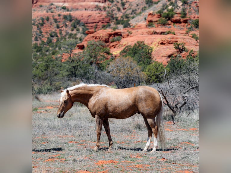 American Quarter Horse Castrone 7 Anni 150 cm Palomino in Camp Verde, AZ