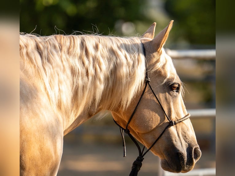 American Quarter Horse Castrone 7 Anni 150 cm Palomino in Perris, CA