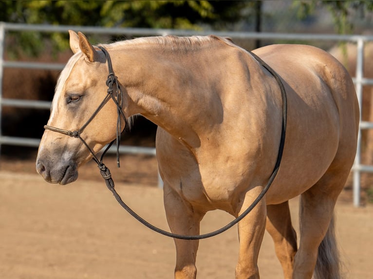 American Quarter Horse Castrone 7 Anni 150 cm Palomino in Perris, CA