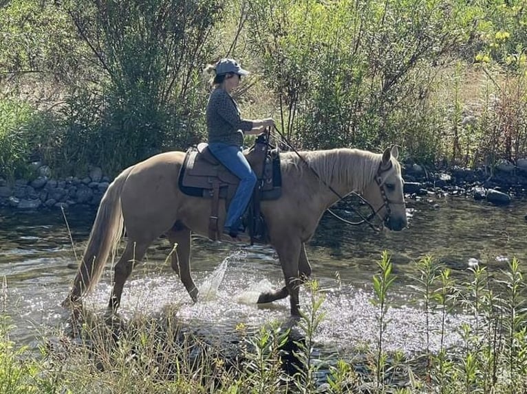 American Quarter Horse Castrone 7 Anni 150 cm Palomino in Perris, CA