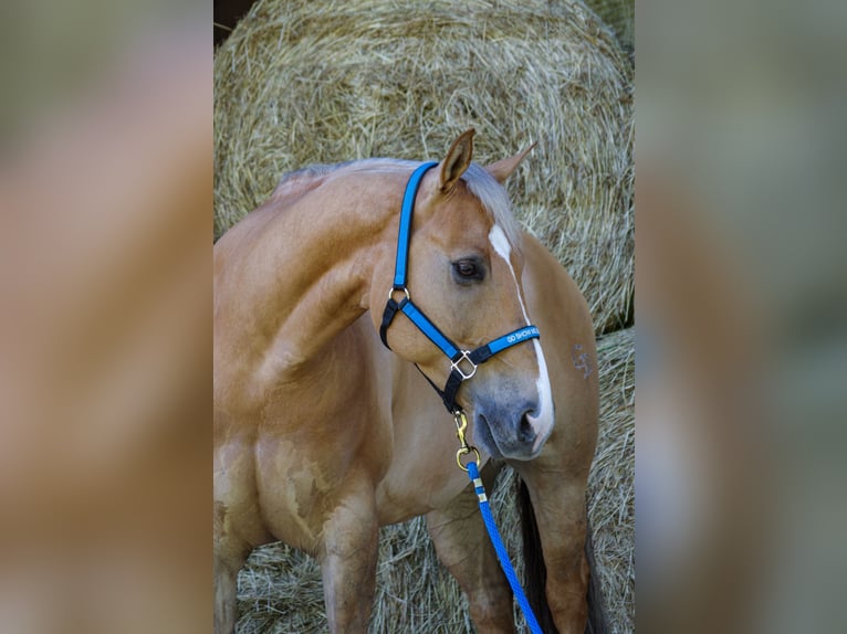 American Quarter Horse Castrone 7 Anni 150 cm Palomino in Neumarkt