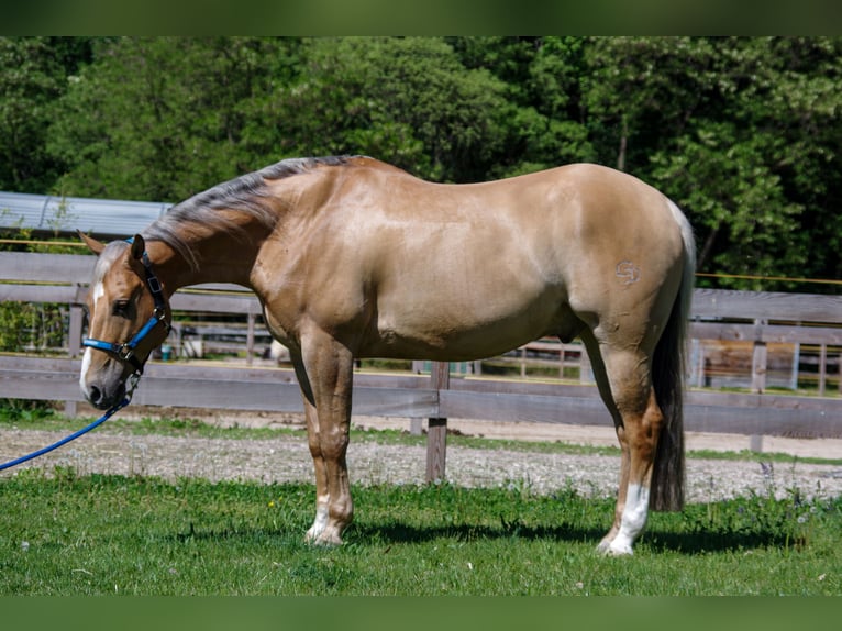American Quarter Horse Castrone 7 Anni 150 cm Palomino in Neumarkt