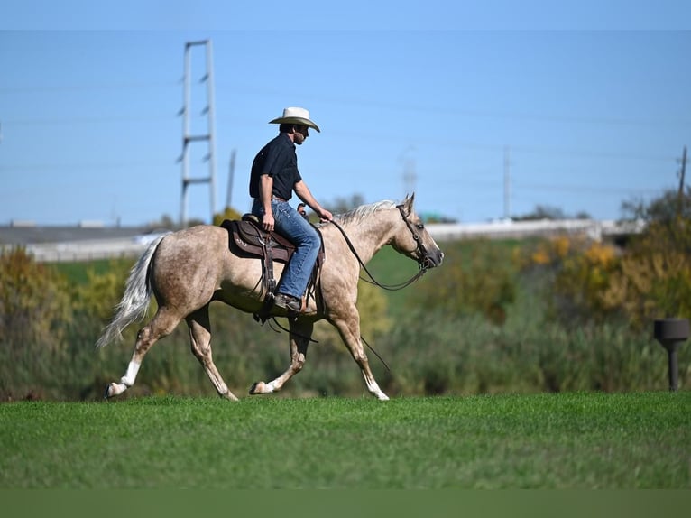 American Quarter Horse Castrone 7 Anni 150 cm Palomino in Waco, TX