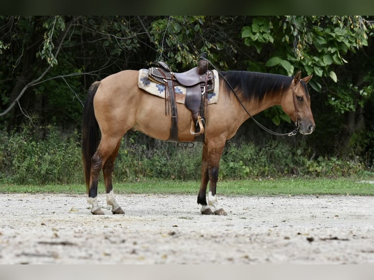 American Quarter Horse Castrone 7 Anni 150 cm Pelle di daino in SWEET SPRINGS, MO