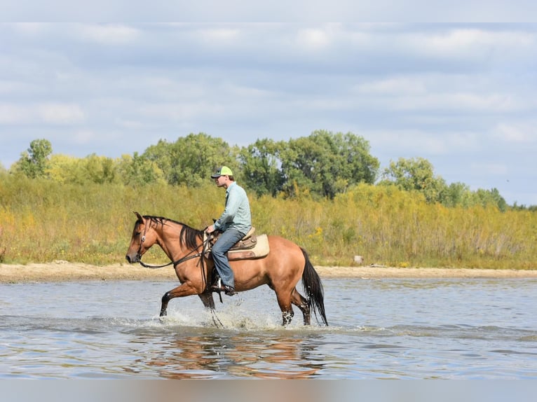 American Quarter Horse Castrone 7 Anni 150 cm Pelle di daino in SWEET SPRINGS, MO