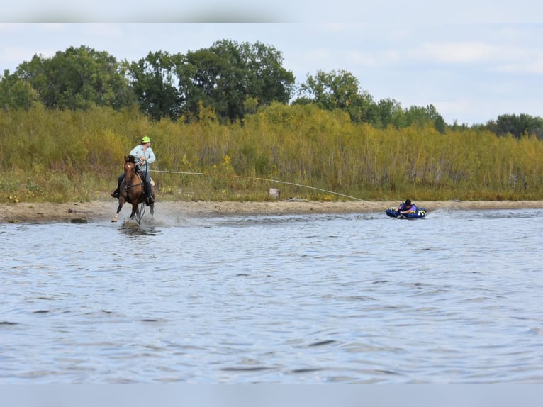 American Quarter Horse Castrone 7 Anni 150 cm Pelle di daino in SWEET SPRINGS, MO