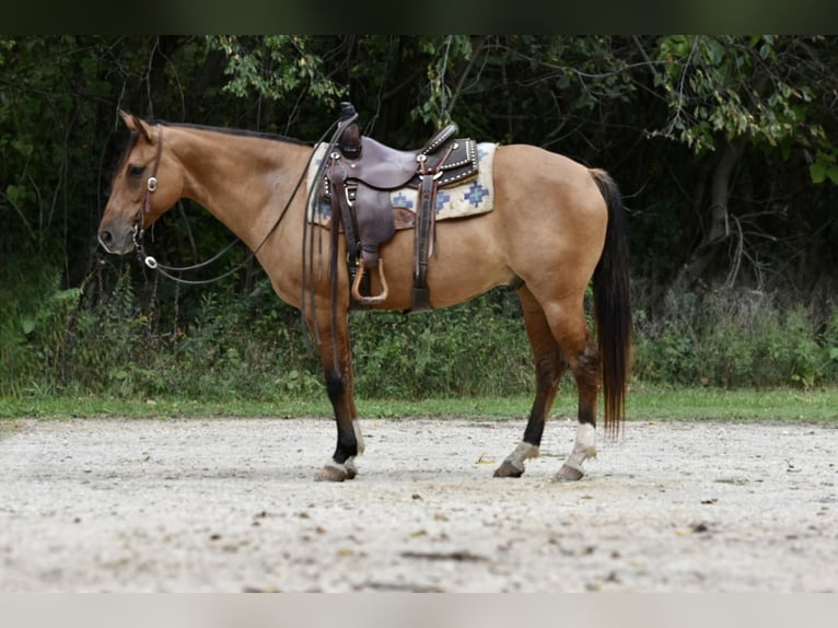 American Quarter Horse Castrone 7 Anni 150 cm Pelle di daino in SWEET SPRINGS, MO