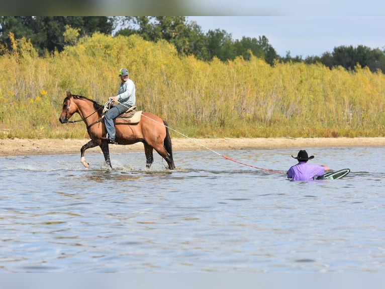 American Quarter Horse Castrone 7 Anni 150 cm Pelle di daino in SWEET SPRINGS, MO