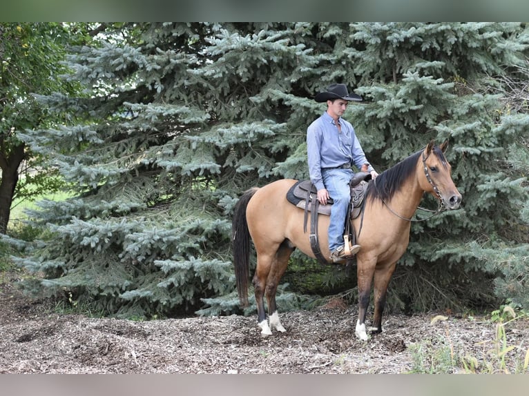 American Quarter Horse Castrone 7 Anni 150 cm Pelle di daino in SWEET SPRINGS, MO