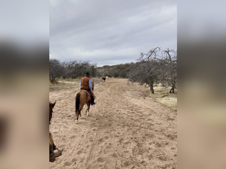 American Quarter Horse Castrone 7 Anni 150 cm Pelle di daino in SWEET SPRINGS, MO